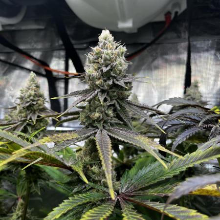 Cali-Mix
