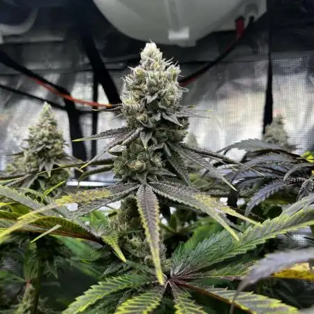 Cali-Mix
