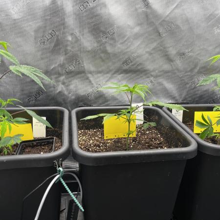 Old School Clone Run