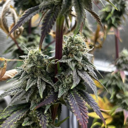 Who let the Dawgs out?