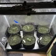 5th grow, with advanced nutrients setup