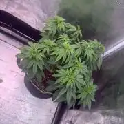 5th grow, with advanced nutrients setup