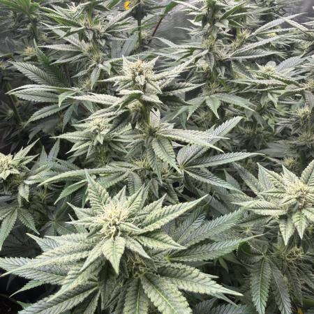 5th grow, with advanced nutrients setup