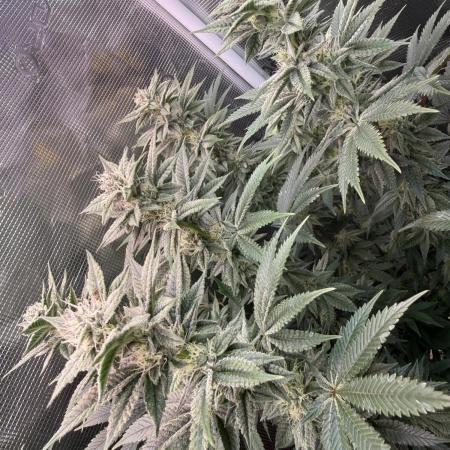 5th grow, with advanced nutrients setup