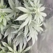 5th grow, with advanced nutrients setup