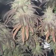 Nuovo diario 2025/2026