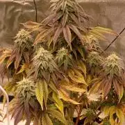 Nuovo diario 2025/2026