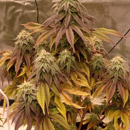 Nuovo diario 2025/2026