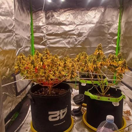 Prime landrace