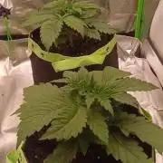Prime landrace