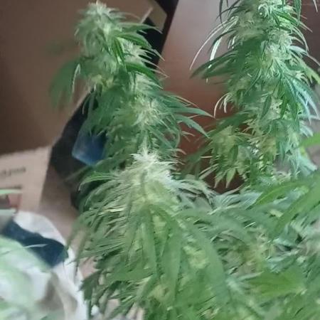 Special kush all'aperto