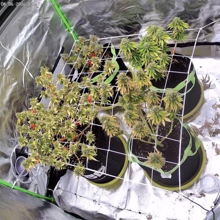 Prime landrace