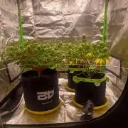 Prime landrace