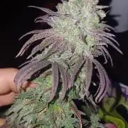 Nuovo diario 2025/2026