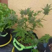 Banana purple punch all'aperto