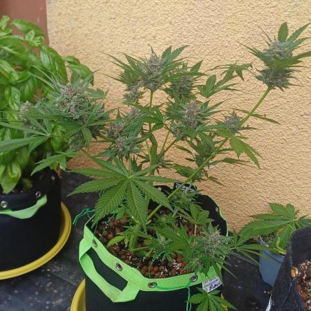Banana purple punch all'aperto