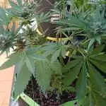 Banana purple punch