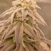 Nuovo diario 2025/2026