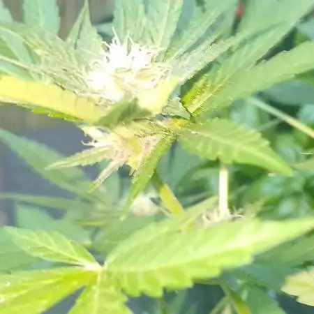 Banana purple punch
