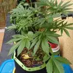 Banana purple punch