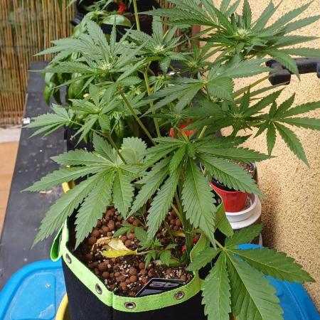 Banana purple punch