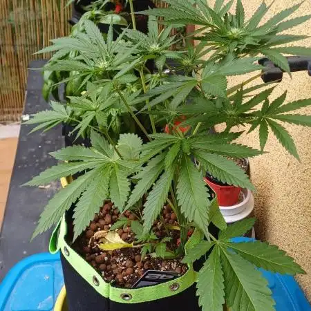 Banana purple punch