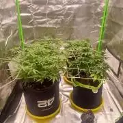 Prime landrace