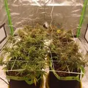Four ladys