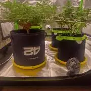 Prime landrace