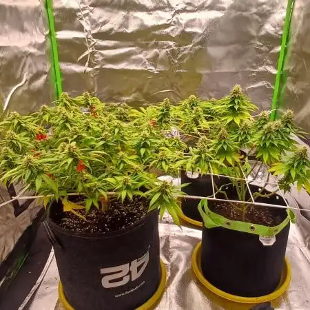 Prime landrace