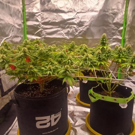 Prime landrace