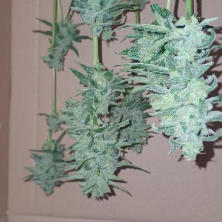 Titan f1 outdoor