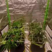 Prime landrace