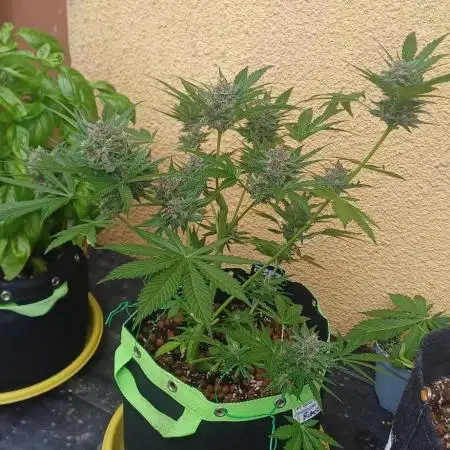 Banana purple punch
