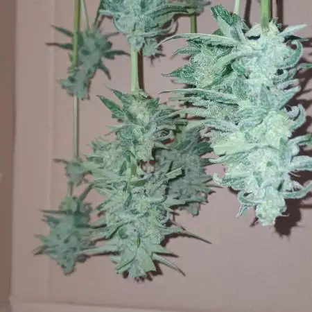 Titan f1 outdoor