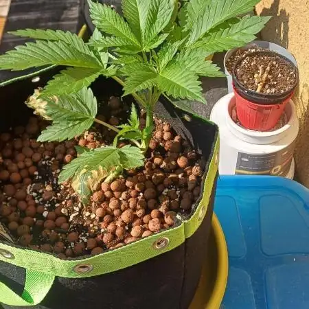 Banana purple punch