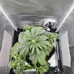 RQS - Quick One