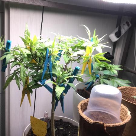 Low effort / Revege Trial Skunk