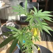 Ruderalis Skunk - late Summer 