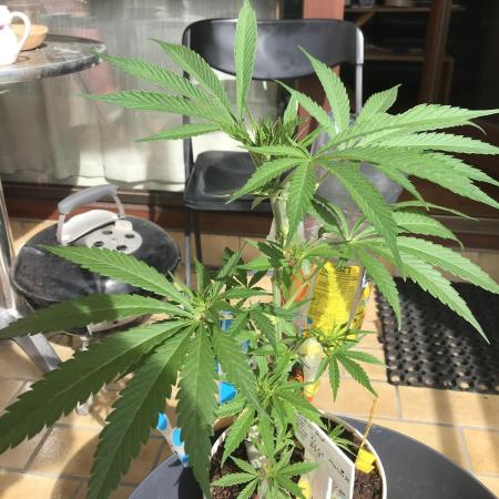 Ruderalis Skunk - late Summer 