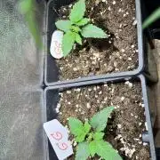 Grandiflora Guava vs. Papaya Frosting