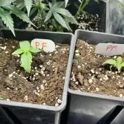 Grandiflora Guava vs. Papaya Frosting