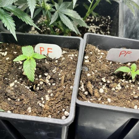 Grandiflora Guava vs. Papaya Frosting