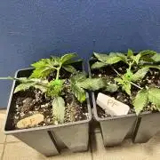 Grandiflora Guava vs. Papaya Frosting