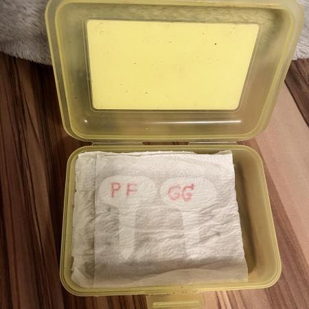 Grandiflora Guava vs. Papaya Frosting