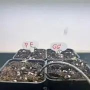 Grandiflora Guava vs. Papaya Frosting