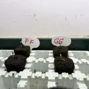 Grandiflora Guava vs. Papaya Frosting