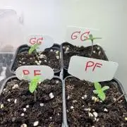 Grandiflora Guava vs. Papaya Frosting