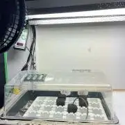 Grandiflora Guava vs. Papaya Frosting