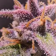 PAPAYA COOKIES